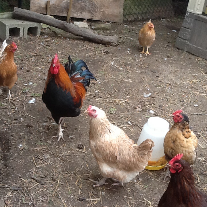 Very cold winter this year was down to -30 at night there so happy to be outside in fresh ground with now snow