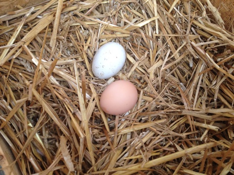 Very exited to have received my first egg on New Year's Eve. The white is a fake and of course the gorgeous brown egg by one of our Rhode Island Reds, Hadassah. Well Done!