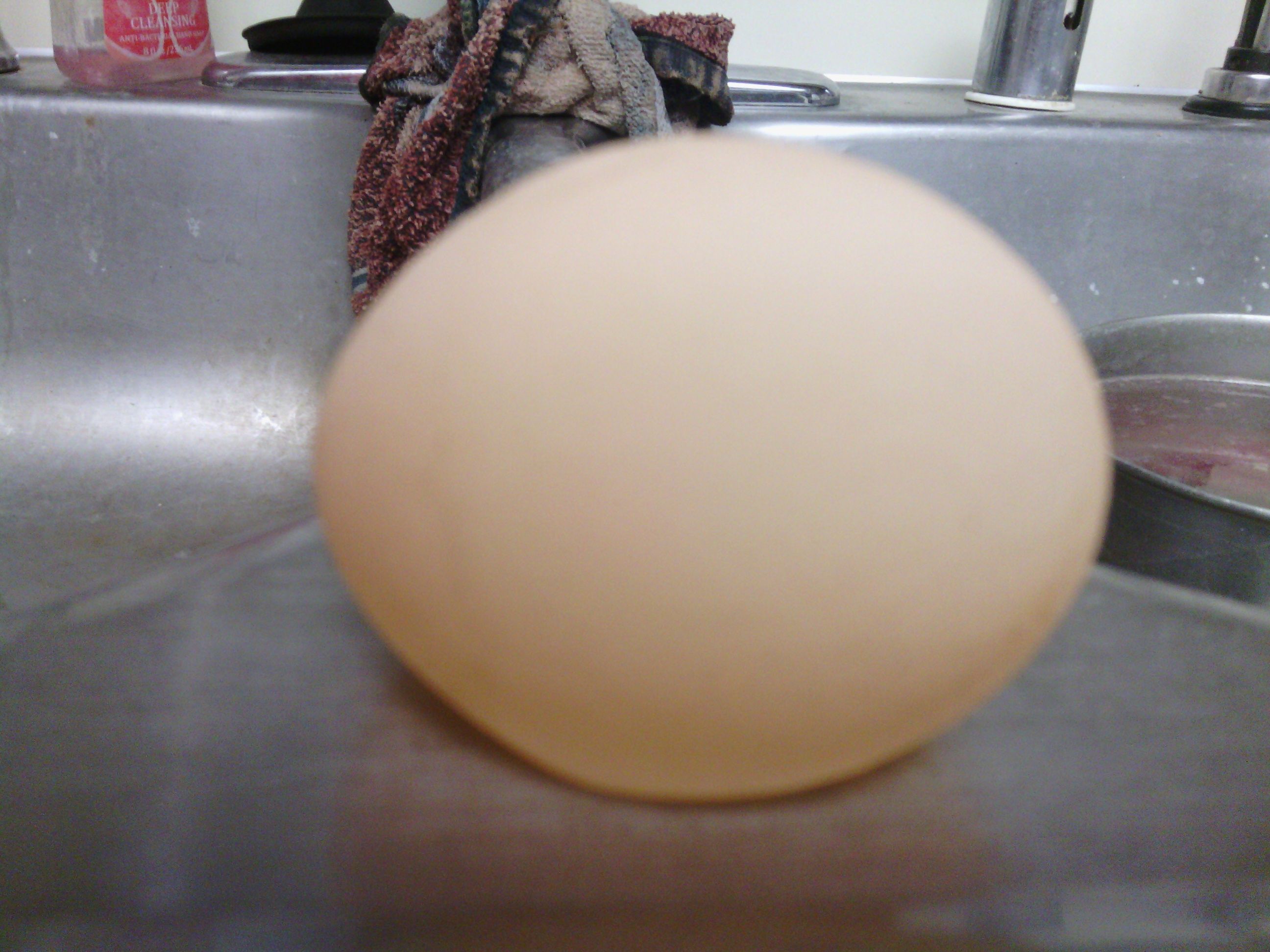 very first egg from one of them (thinking the Black sex link). Water balloon feel.
6/28/14
born Feb. 1st 
Found in the pm around 8
we opened it, shell was very soft, looked very normal inside (white and yolk) felt rubbery.