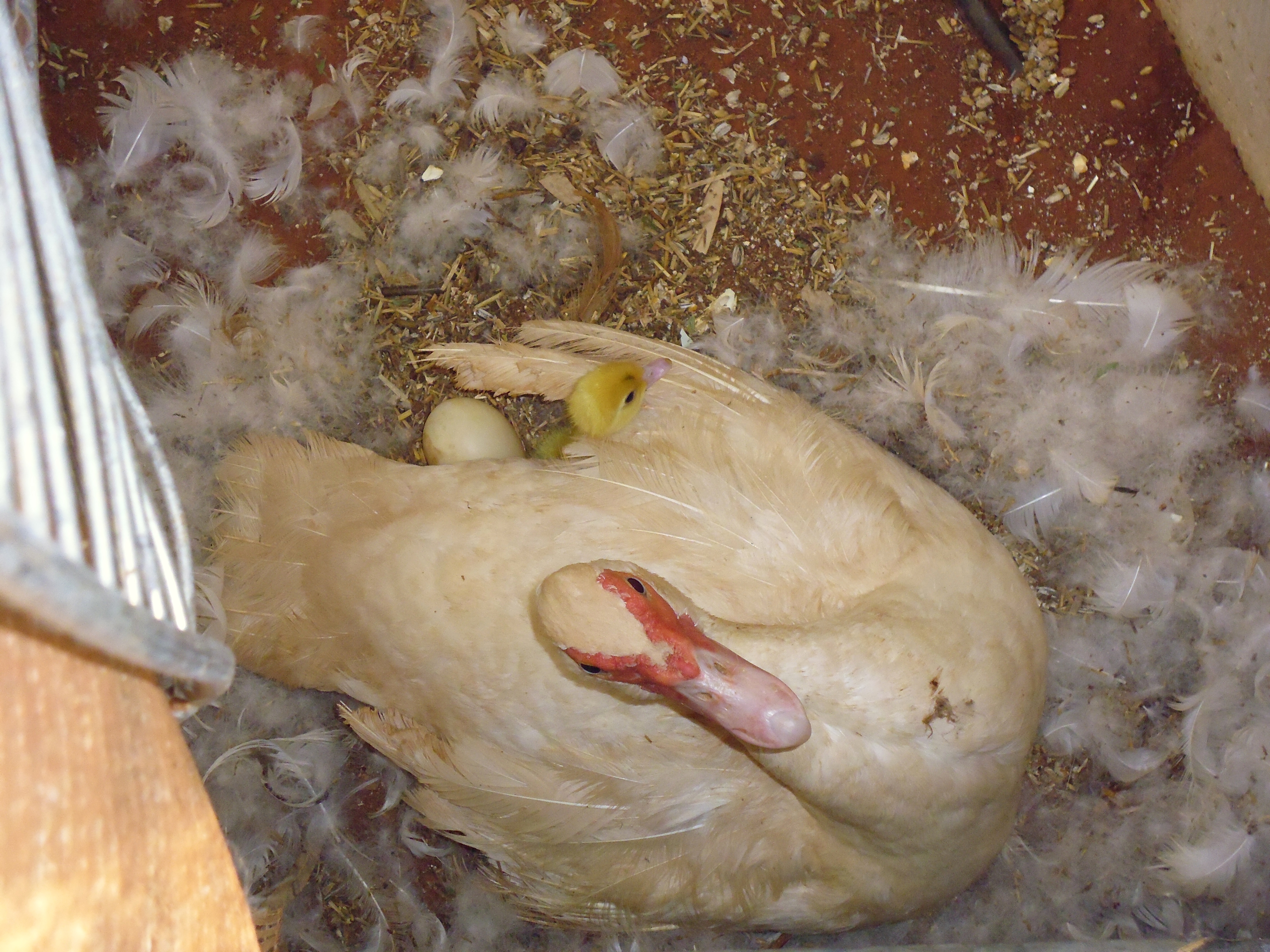 Very first Muscovy duckling, about 10 eggs still under Milly
