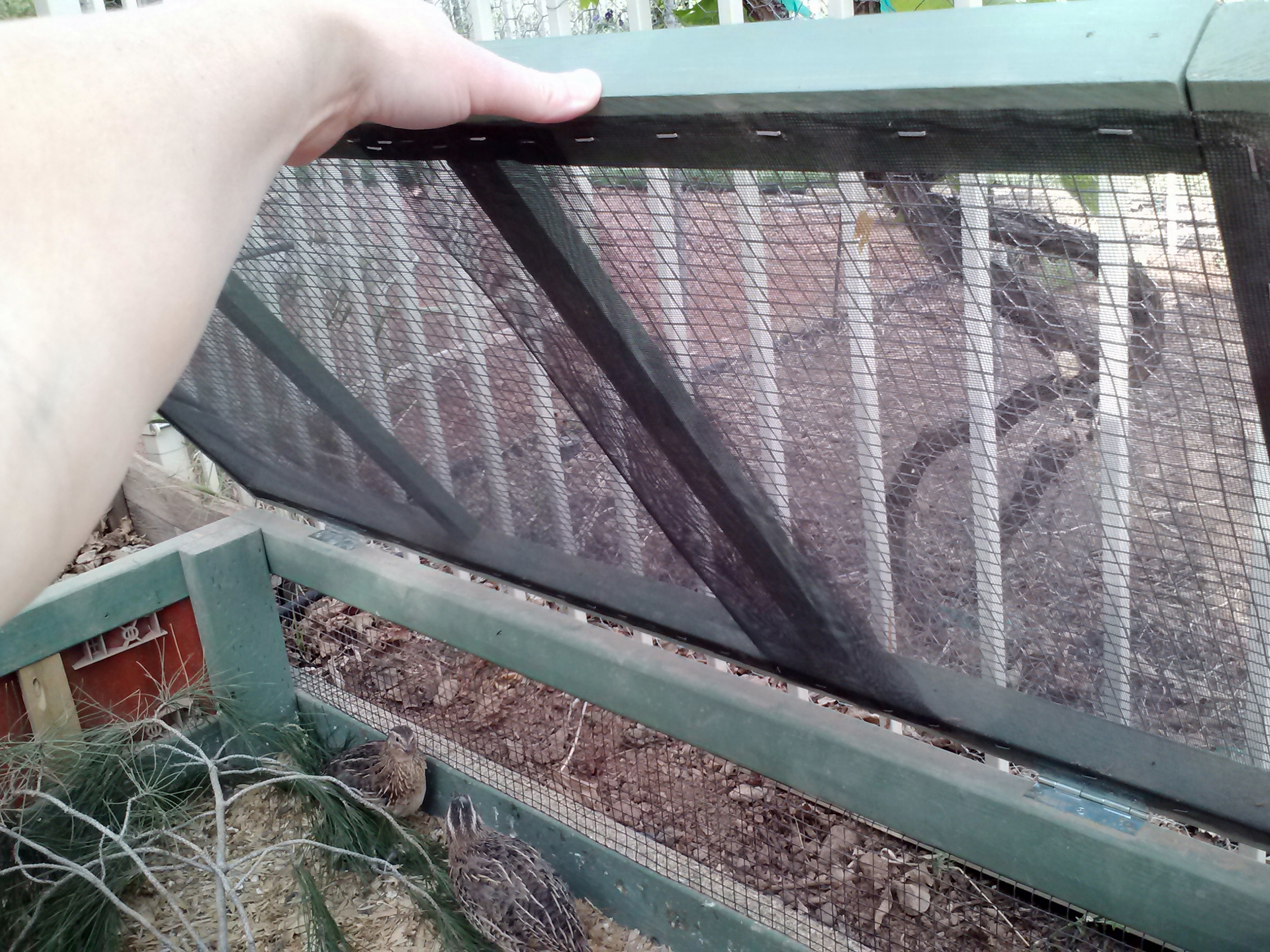 Very first night out in the ground pen a fox tried to get in and about 7 of them skinned their heads on the top of the 12 in tall pen with clipped wings. One had a pretty deep head wound but is recovering. Lesson learned. Window screen stapled and taught to prevent further injuries.
