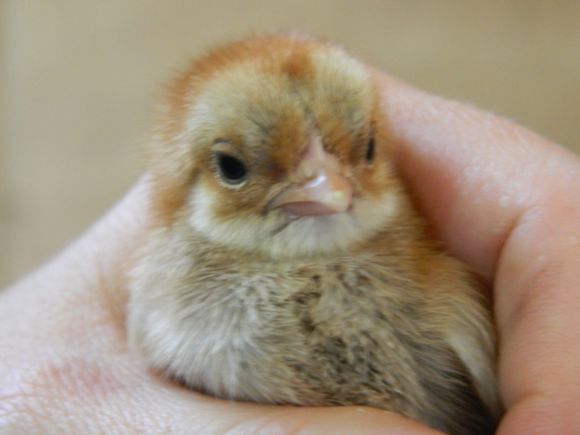 very first Serama to hatch, a handsome red roo baby