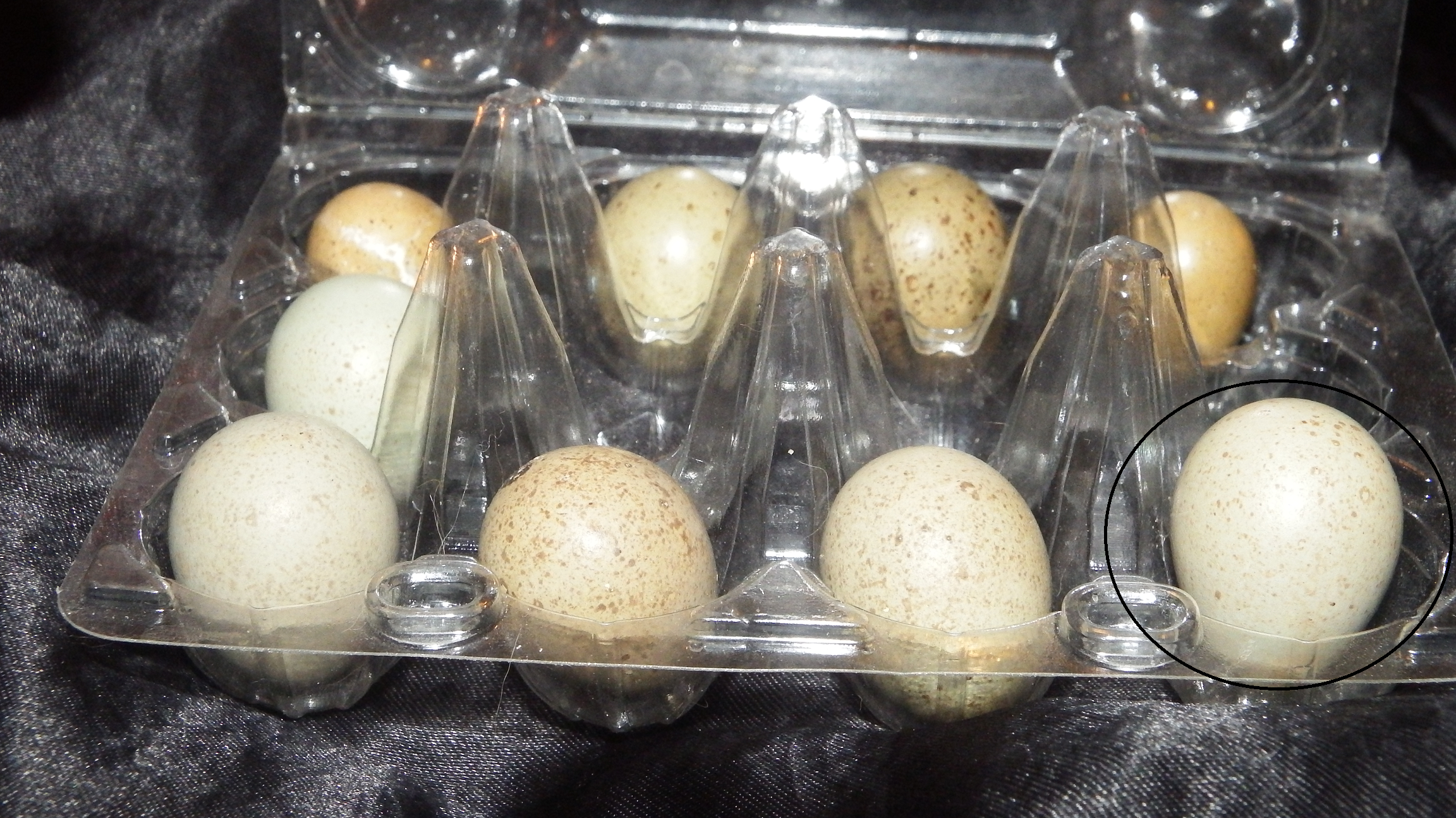 Very Large Button Quail Egg