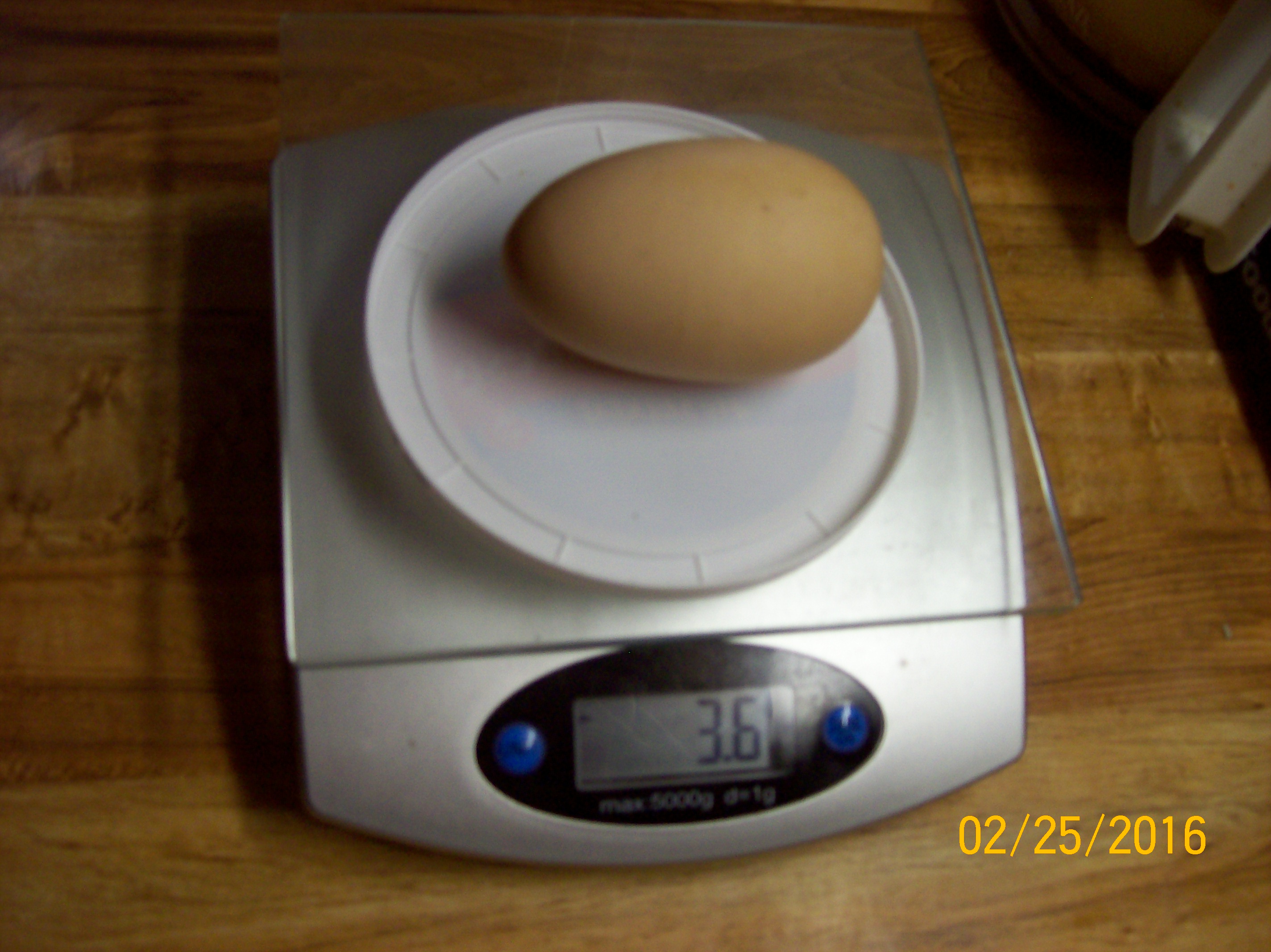 Very large egg for young hen. Weighed 3.6 oz.
