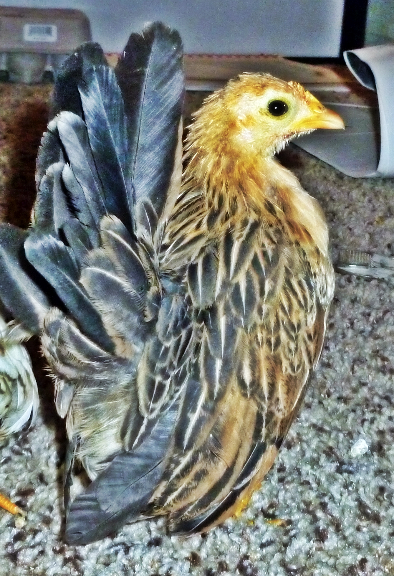 Very late 2013 pullet, she is slotted for the 2014 breeder coop. Super Nice pullet, try to find a nice pullet...it's not easy because they are hard to come across...and we don't let our stock out EXCEPT in egg form, we sell on ebay, we sell the same eggs that our breeding stock for the next year come from.