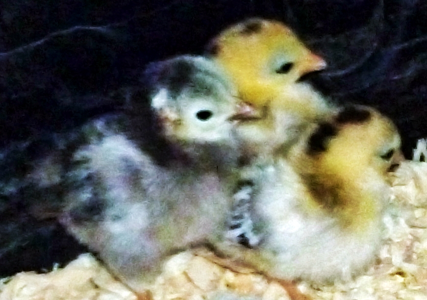 Very small and smart this year !! 2014 chicks