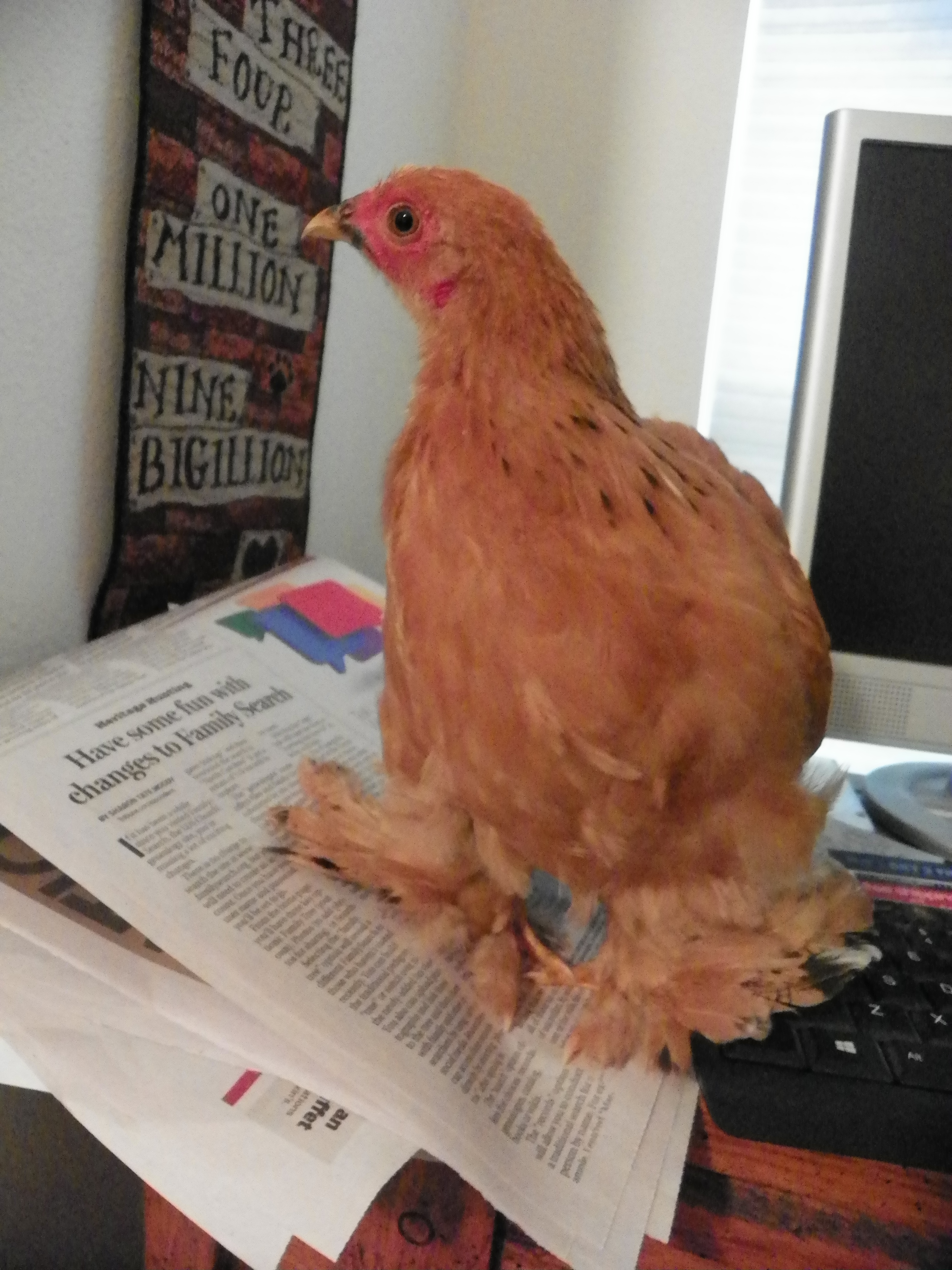 Very small buff bantam hen