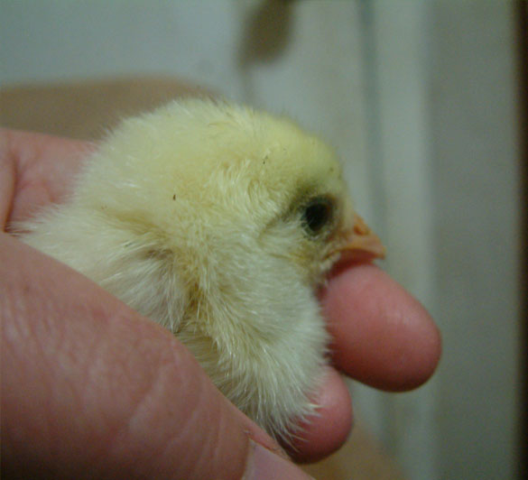 Very small tuft on an Araucana.