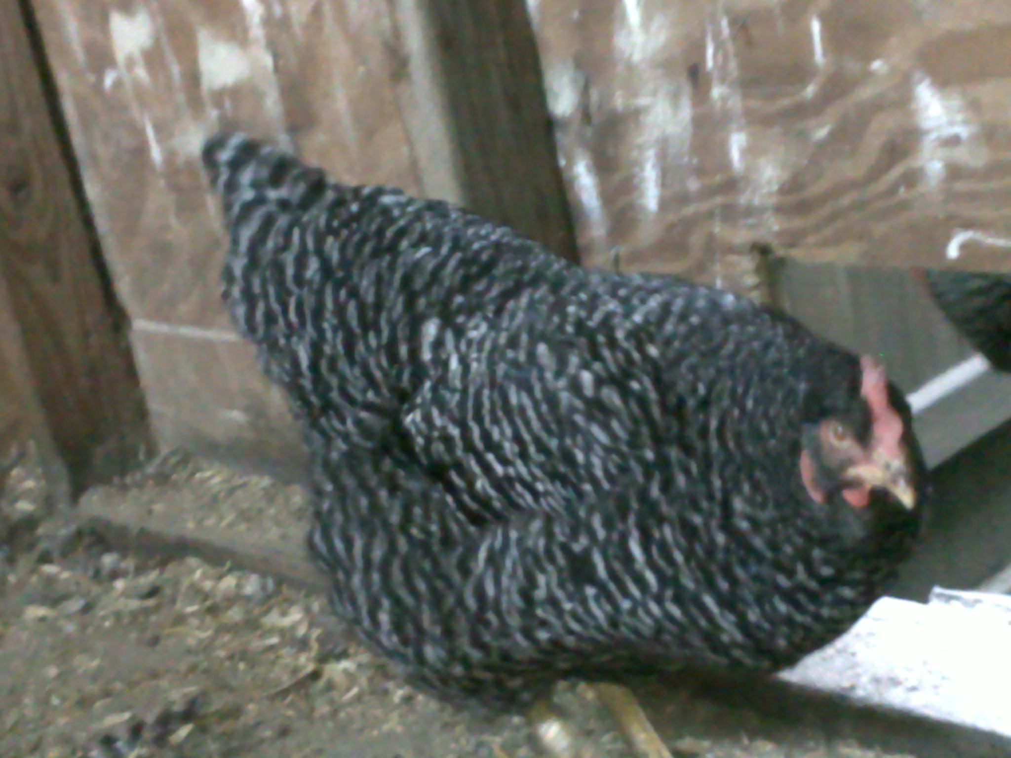 Very smart, demonstrating how to use the door to the hen house!