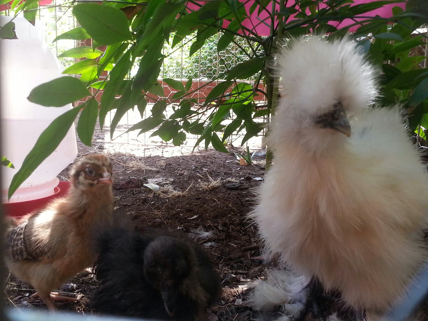 Vesta the Ameraucana, along with Coolio (white silkie 2 months old)  &  Tina Turner (1 month old black Silke).  Coolio was a gift to my daughter so I decided to get her a friend (Tina Turner) and ended up buy the Ameraucana's also.
