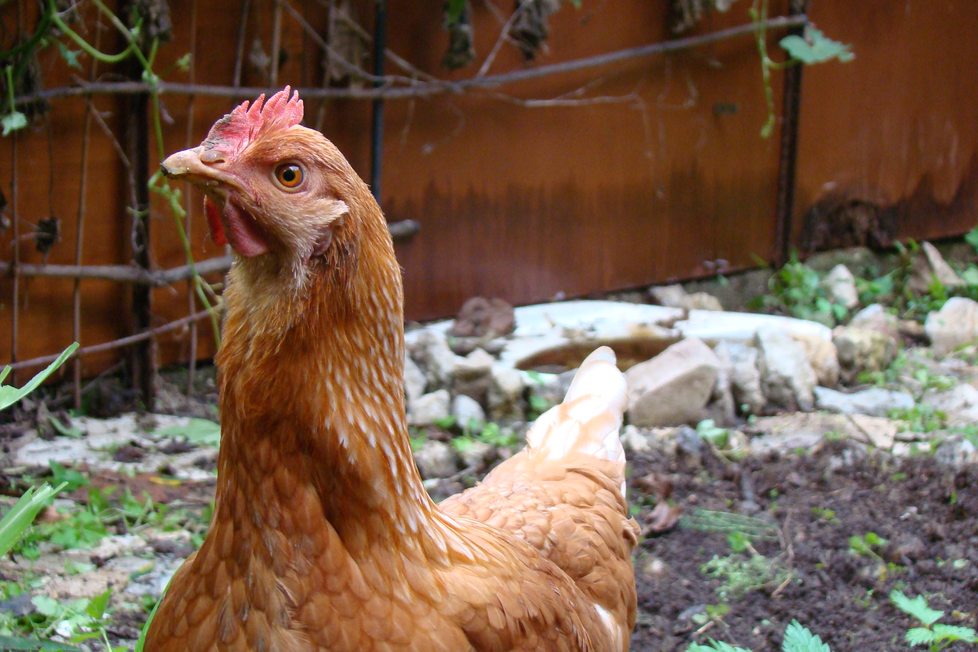 Vicky, looking all grown-up! (Started laying a couple of days ago!)