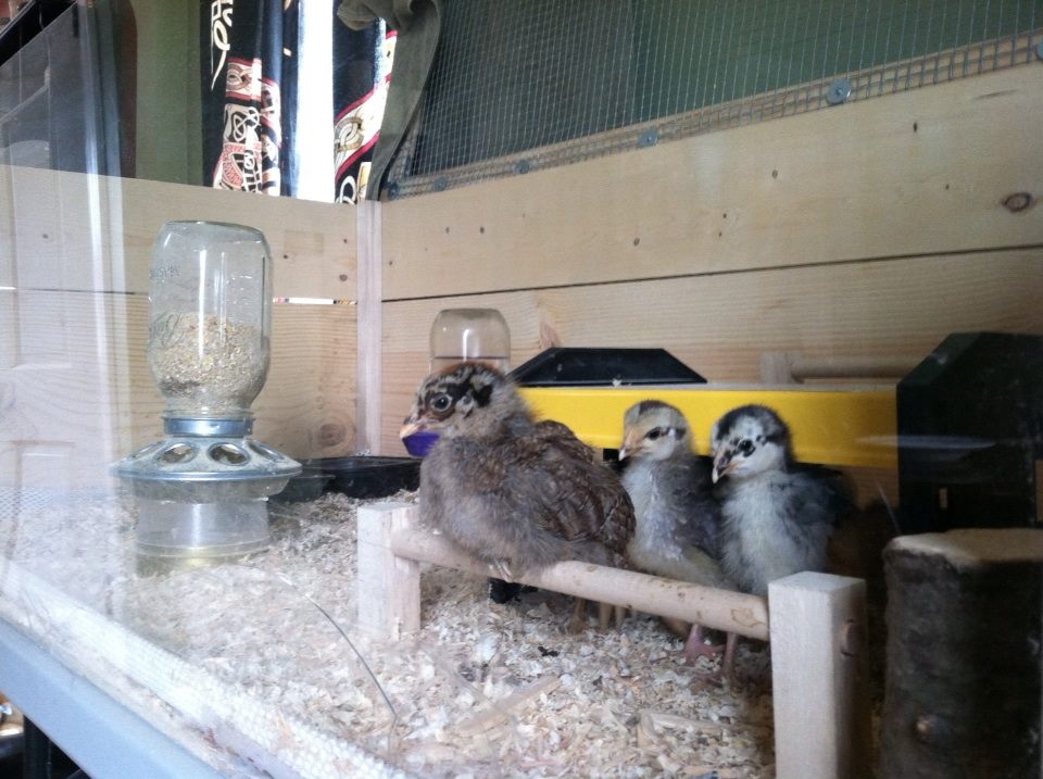 Victoria and Morgaine look like they are about to bother Clara