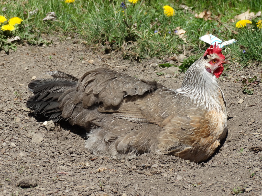 Victoria dust bathing