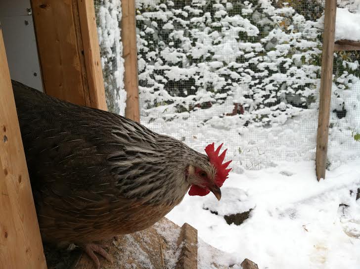 Victoria peeking out