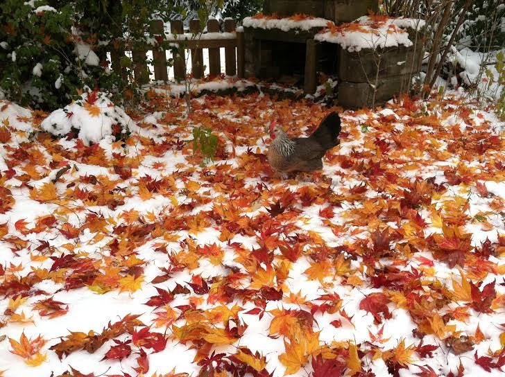 Victoria the Dorking