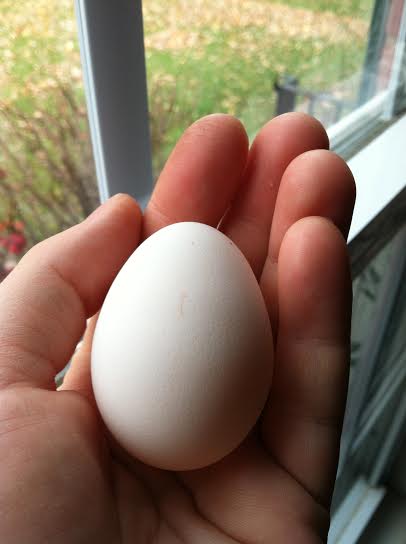 Victoria, the Silver Grey Dorking's, first egg laid November 8th 2014