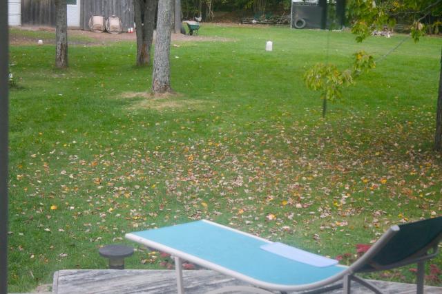 View from back door
