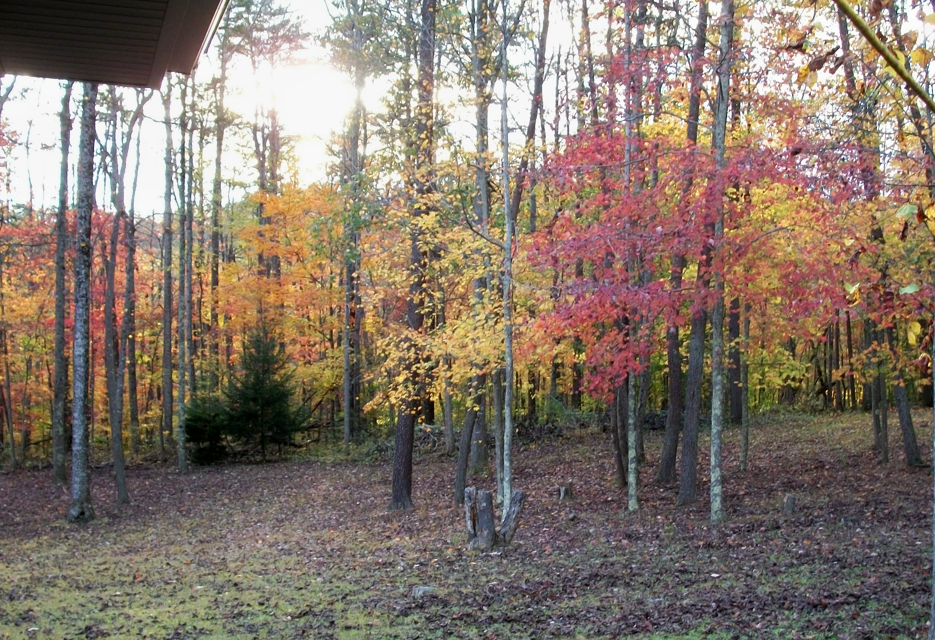 View from my bedroom window....