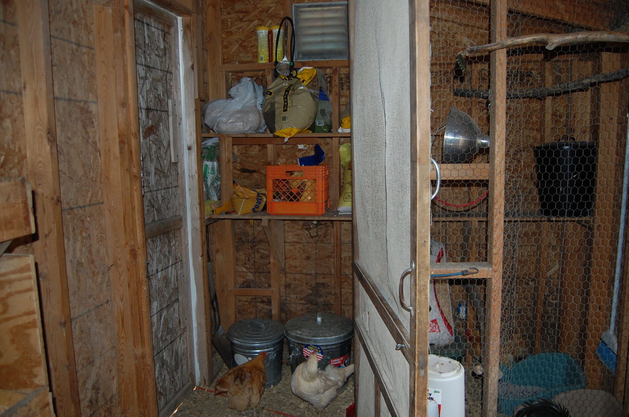 View from roost area towards feed side and people door on left corner (the faded wood)
Screen door open, usually keeps birds separated from feed storage in summer