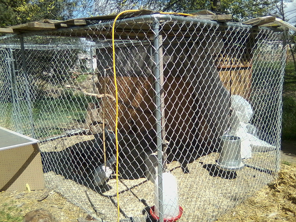 View from the SW corner. Again, you can barely see the playpen. The rolled plastic is our winter covering to wrap around the run.