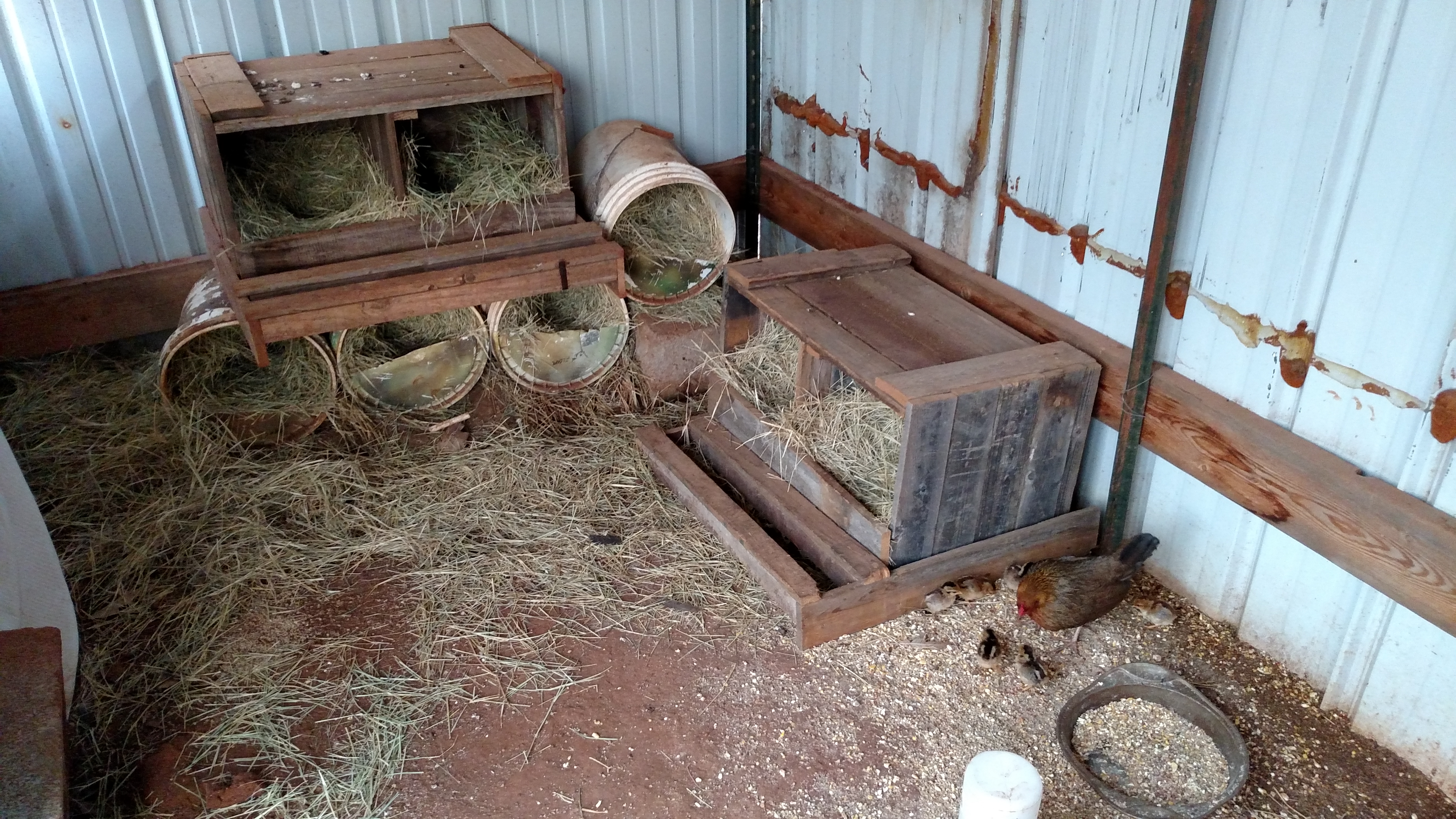 View of current chaos inside hen house in nesting area.  Momma hen came of wooden nesting box and I put another one on ground for them to get into at night.  On priority list to get a new nesting area going, separated for mommas with chicks when they come off nest.