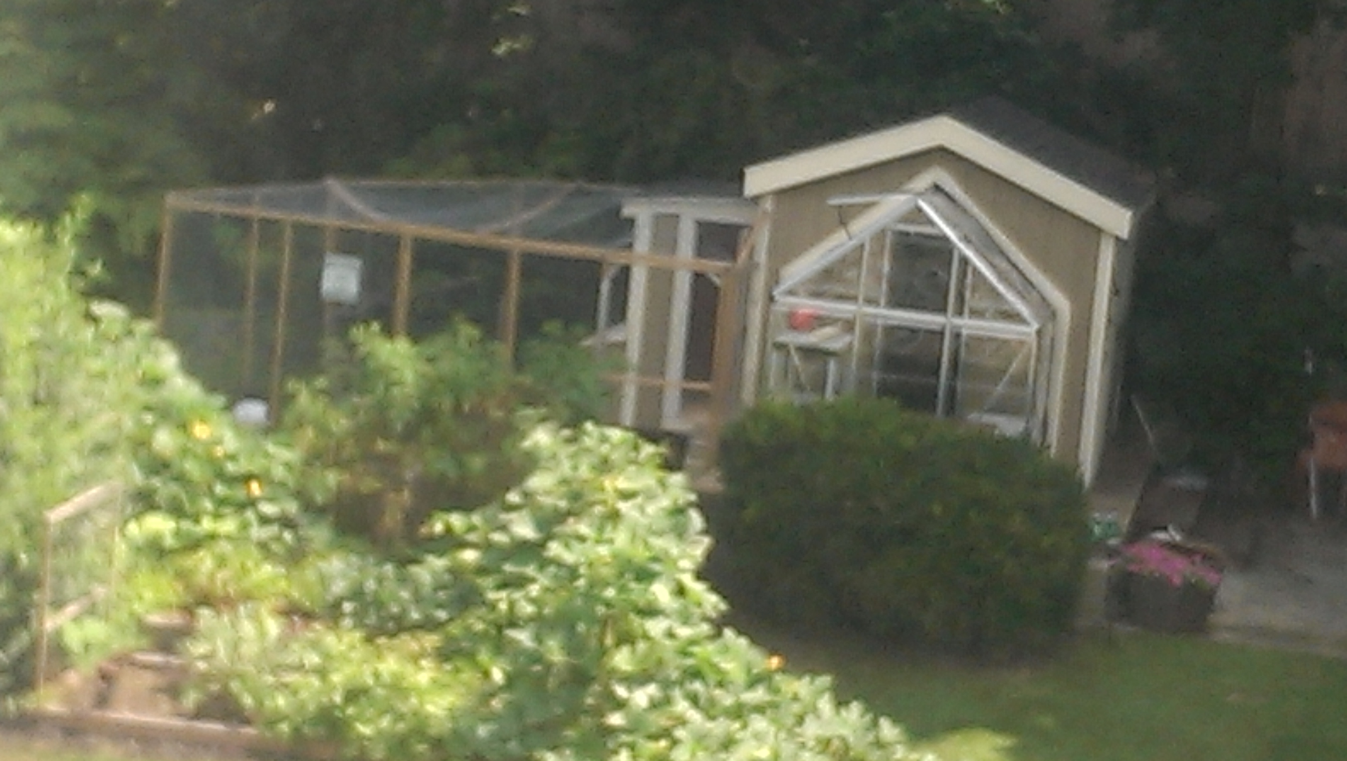 View of my shed, greenhouse, garden, coop and run