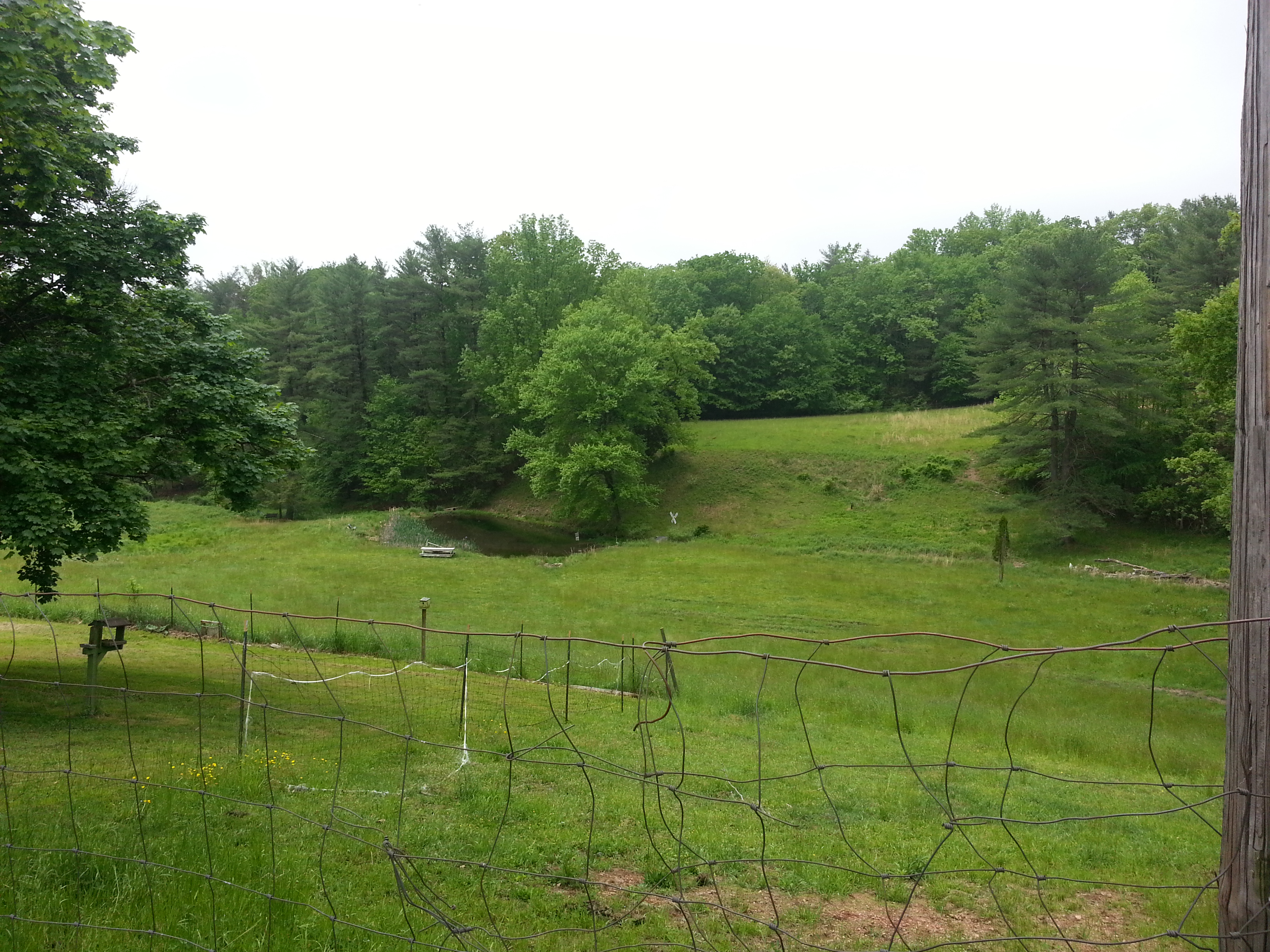 View of naturally filtered pond