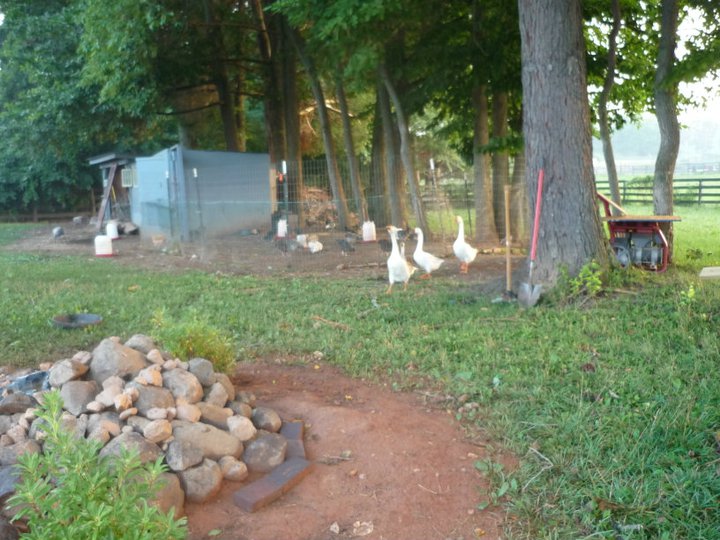 view of part of the chicken area