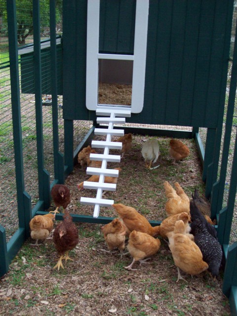 View of the pop door end of the chicken train.