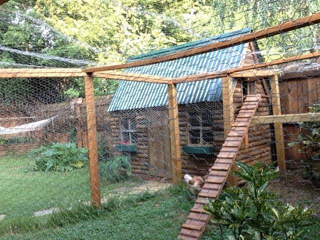 View of yard and coop