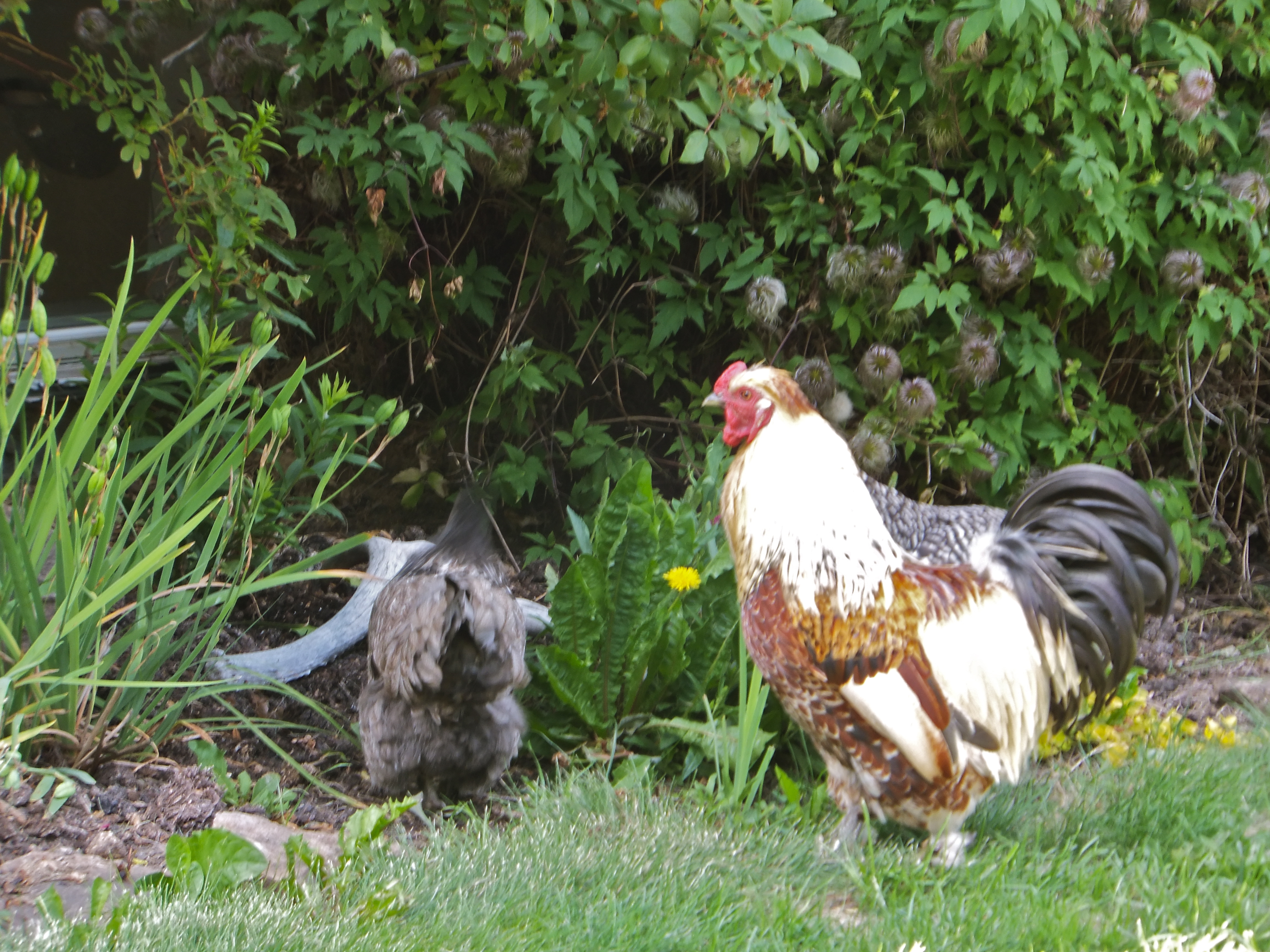 Vincent and his girls freeranging. Sadly he was recently killed by a coyote.