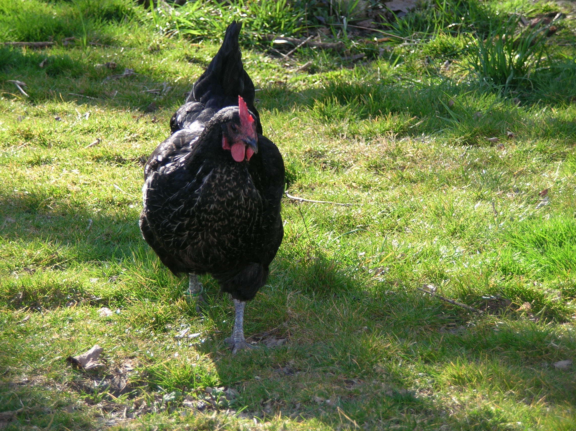 Viola knows she's hot stuff!