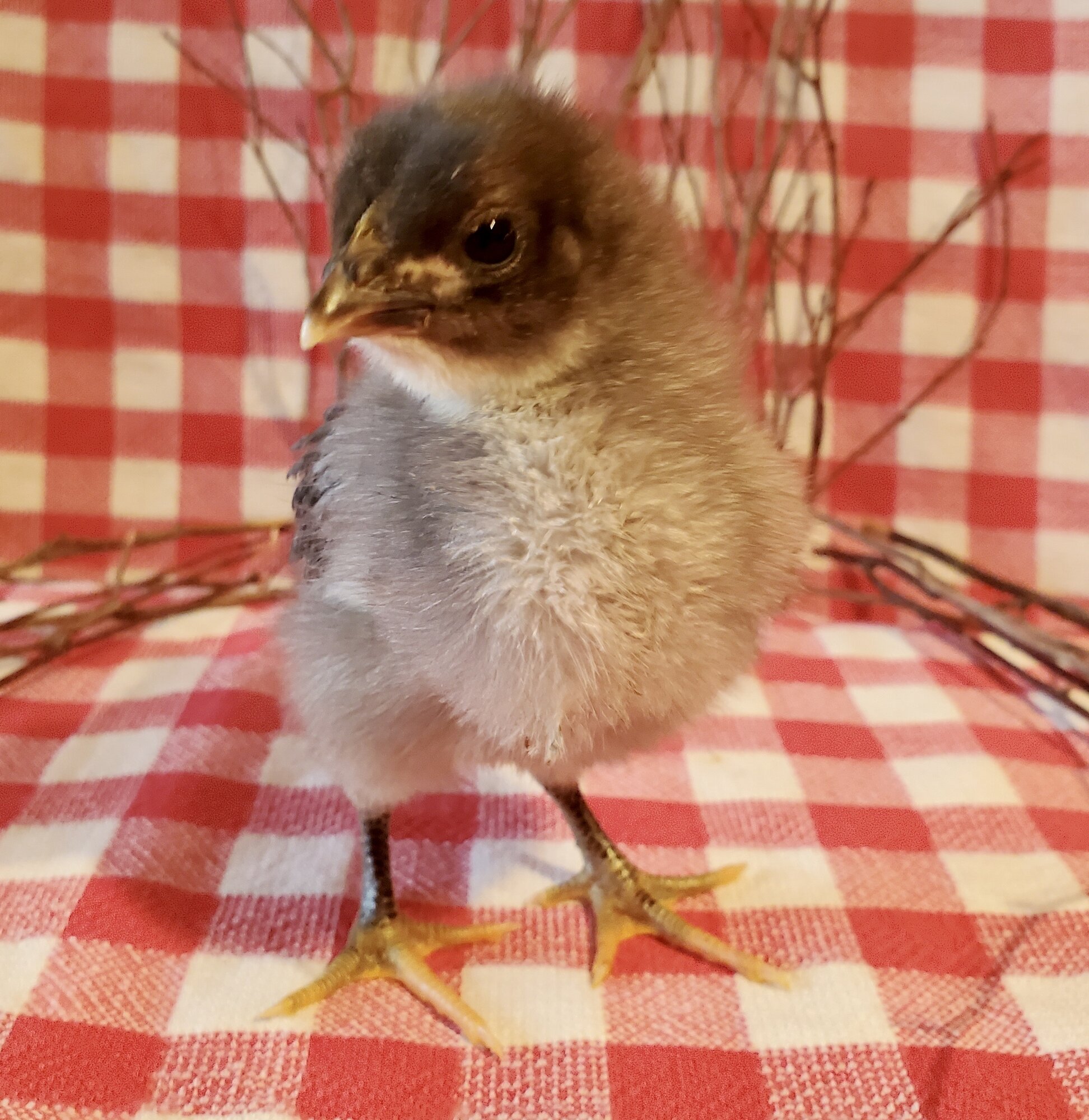 Viola BackYard Chickens Learn How to Raise Chickens