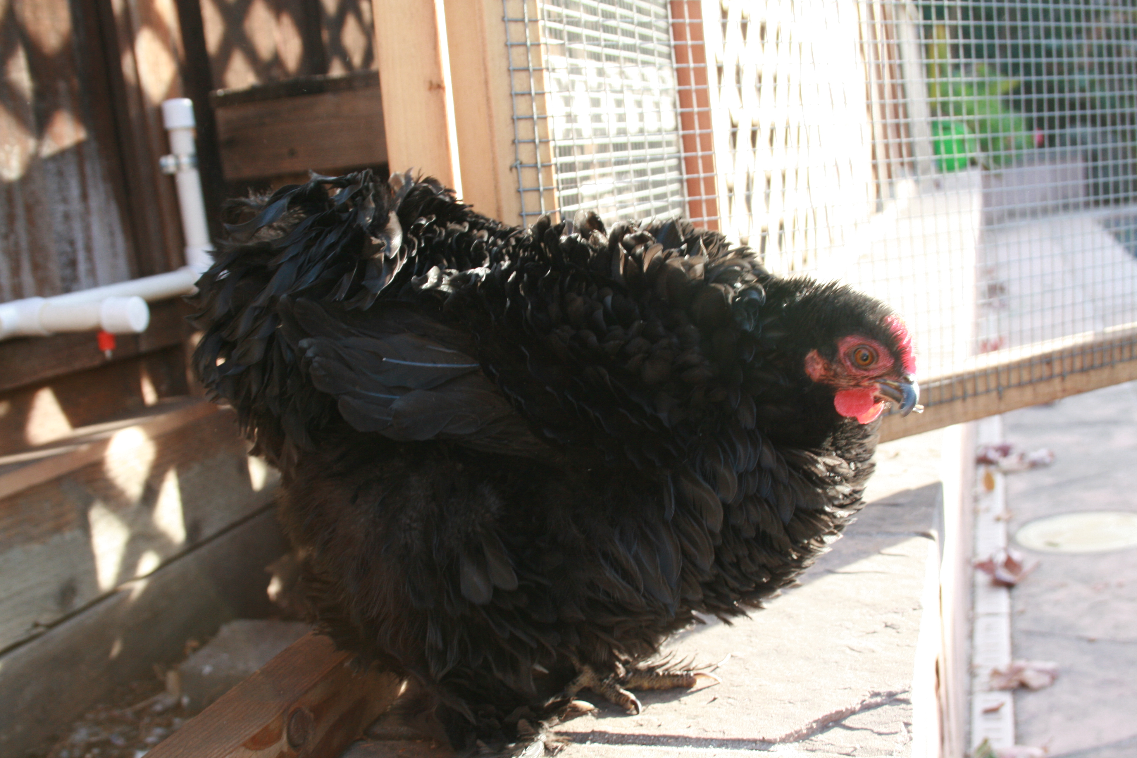 Violet, 32 weeks old.