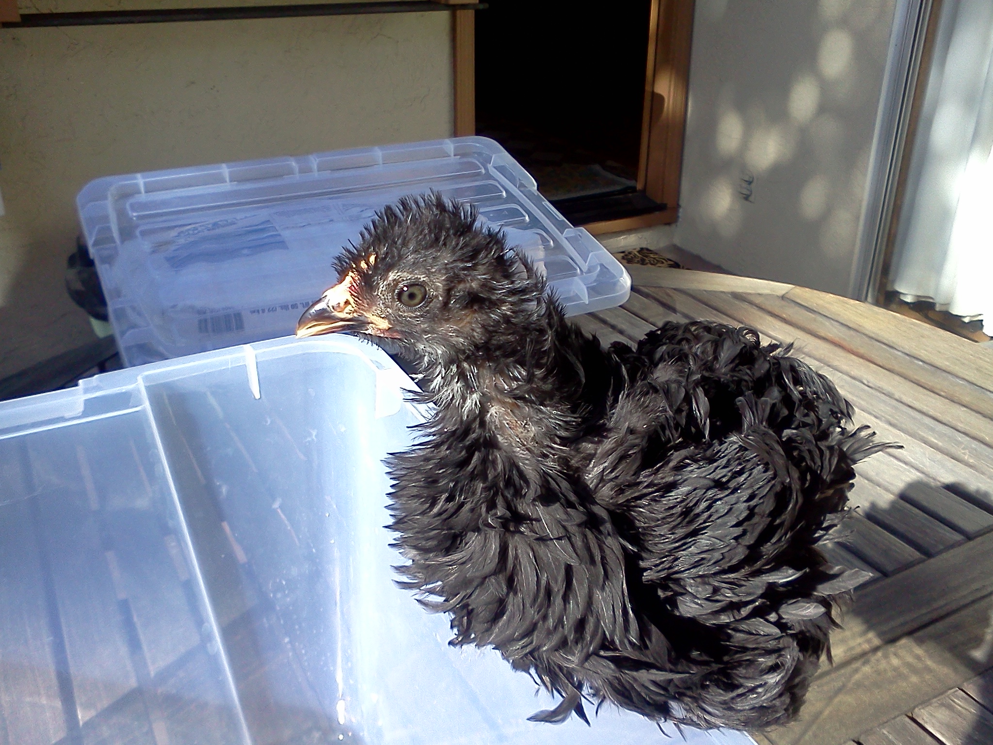 Violet.  41 days.  232 grams.