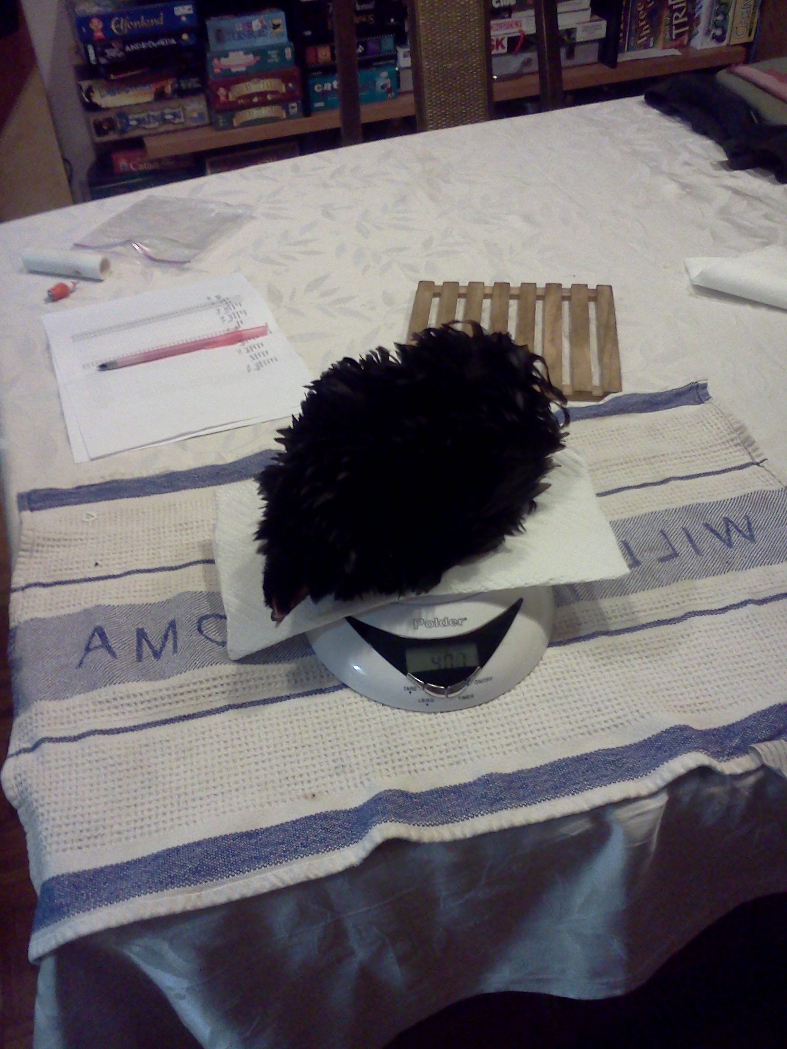 Violet.  9 weeks old.  402 grams.