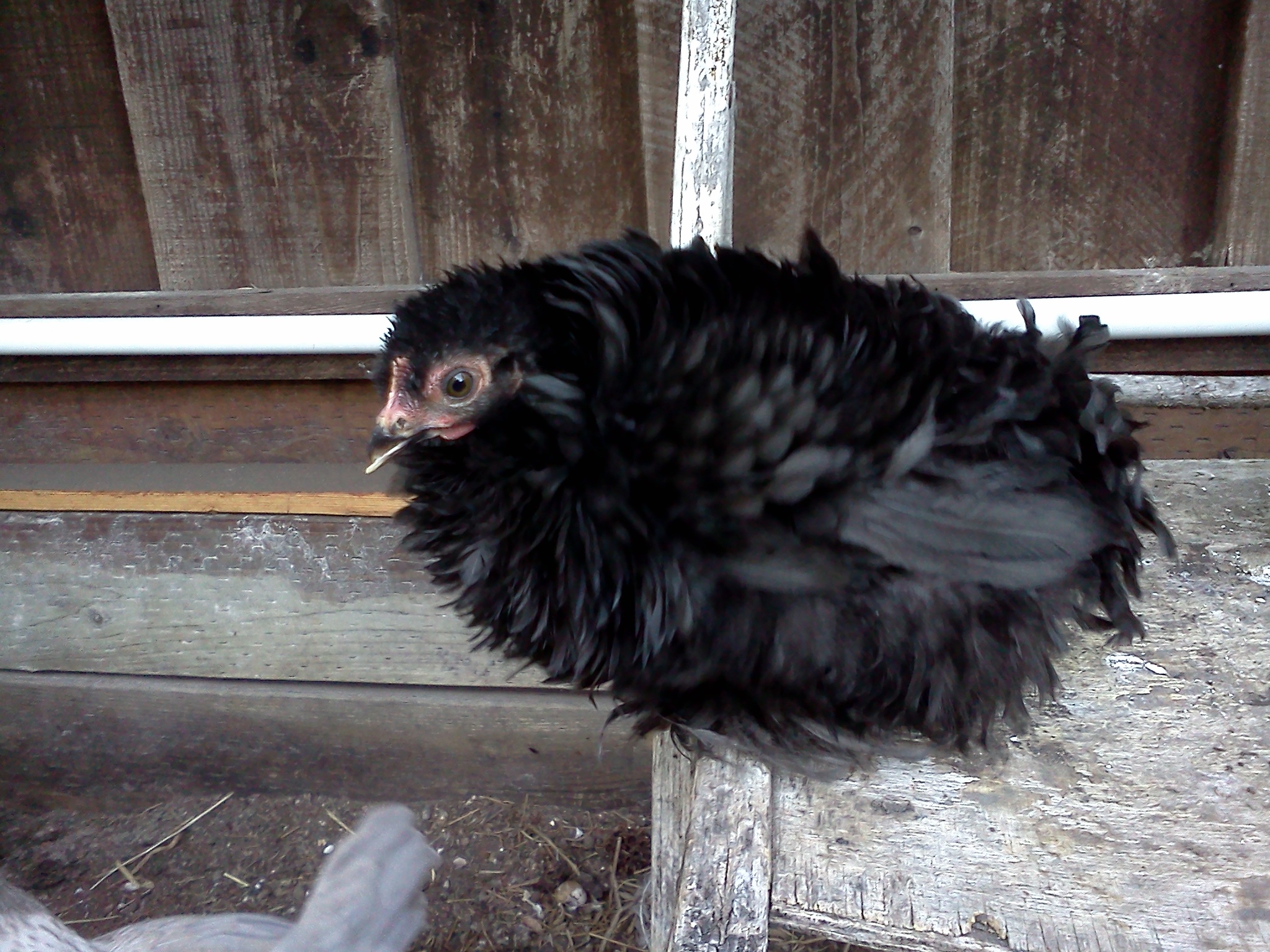 Violet, almost 10 weeks.  weigh in 452 grams.