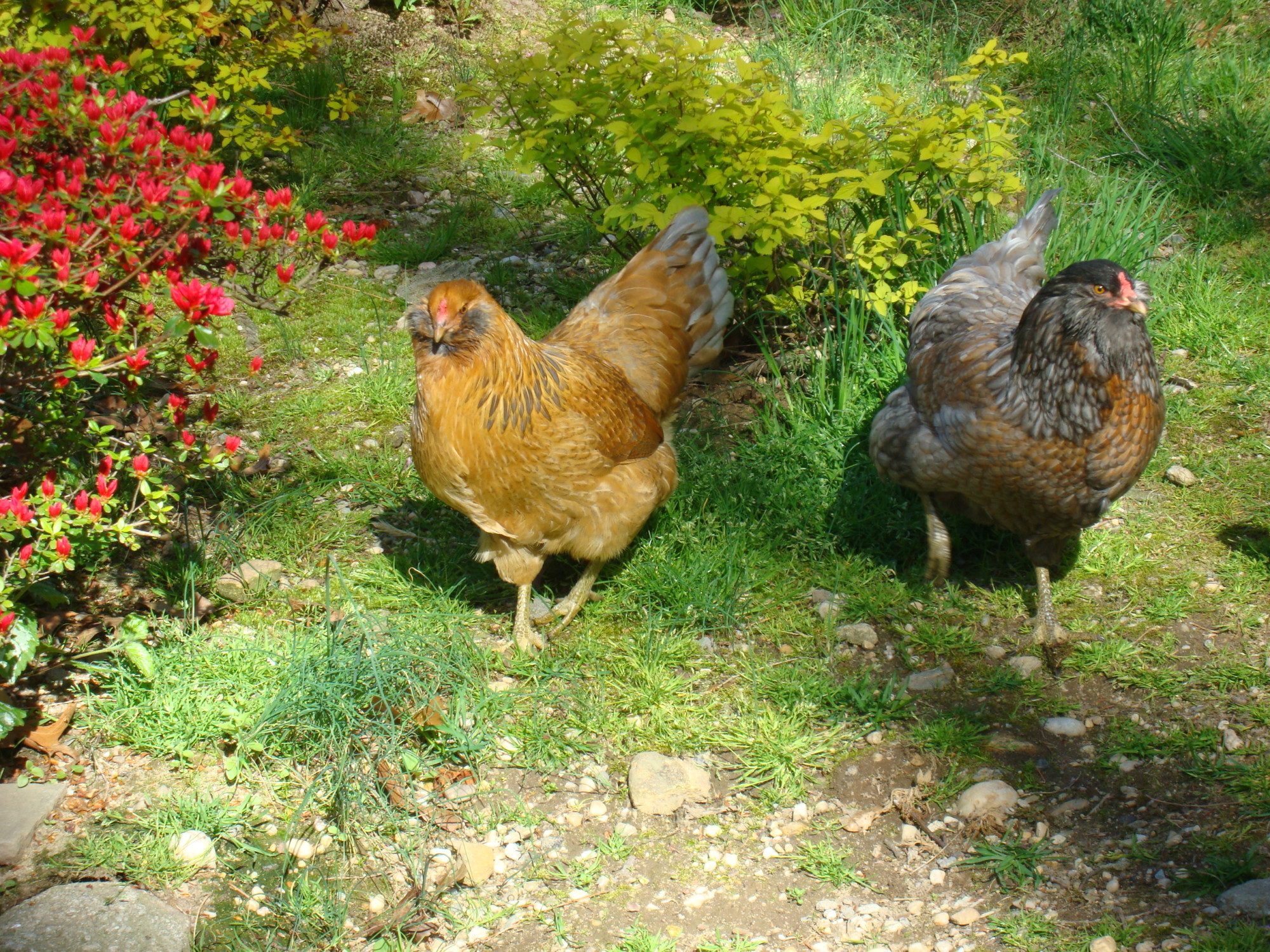 Violet and Ivy, my two EE act like sisters. They are always together and watch over each other when one is nesting