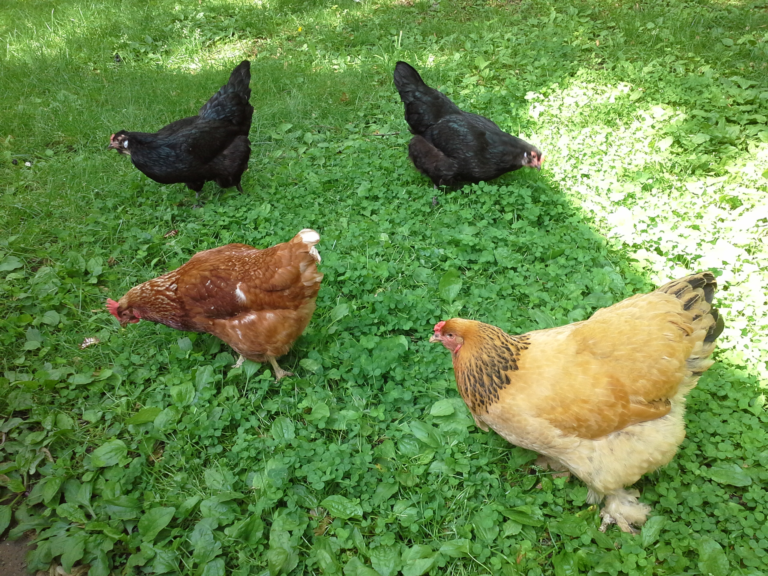 Violet, Camilla, and 2 of Camilla's babies from july 2014
