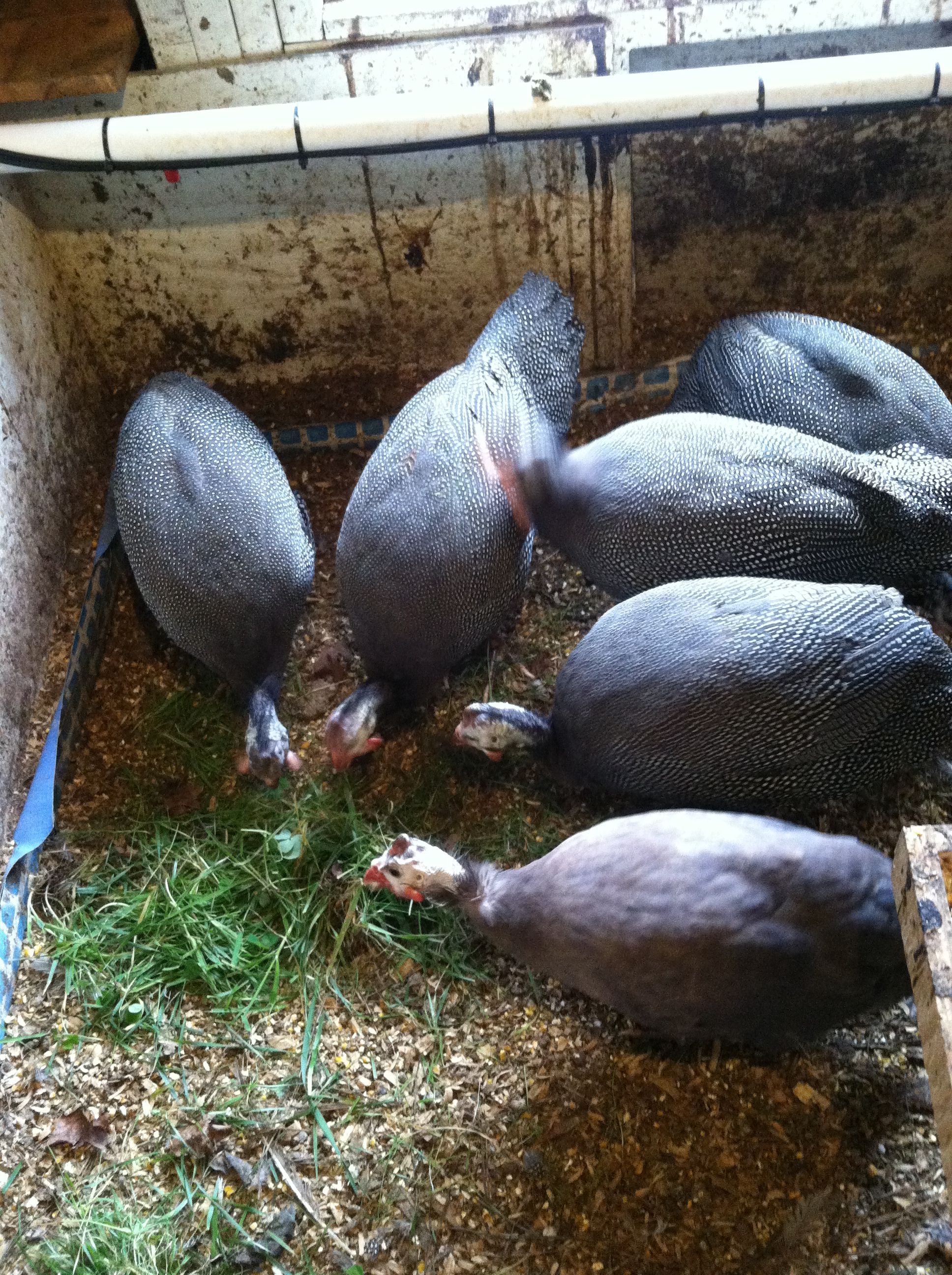 Violet Guinea in front and the others are Jumbo/French.