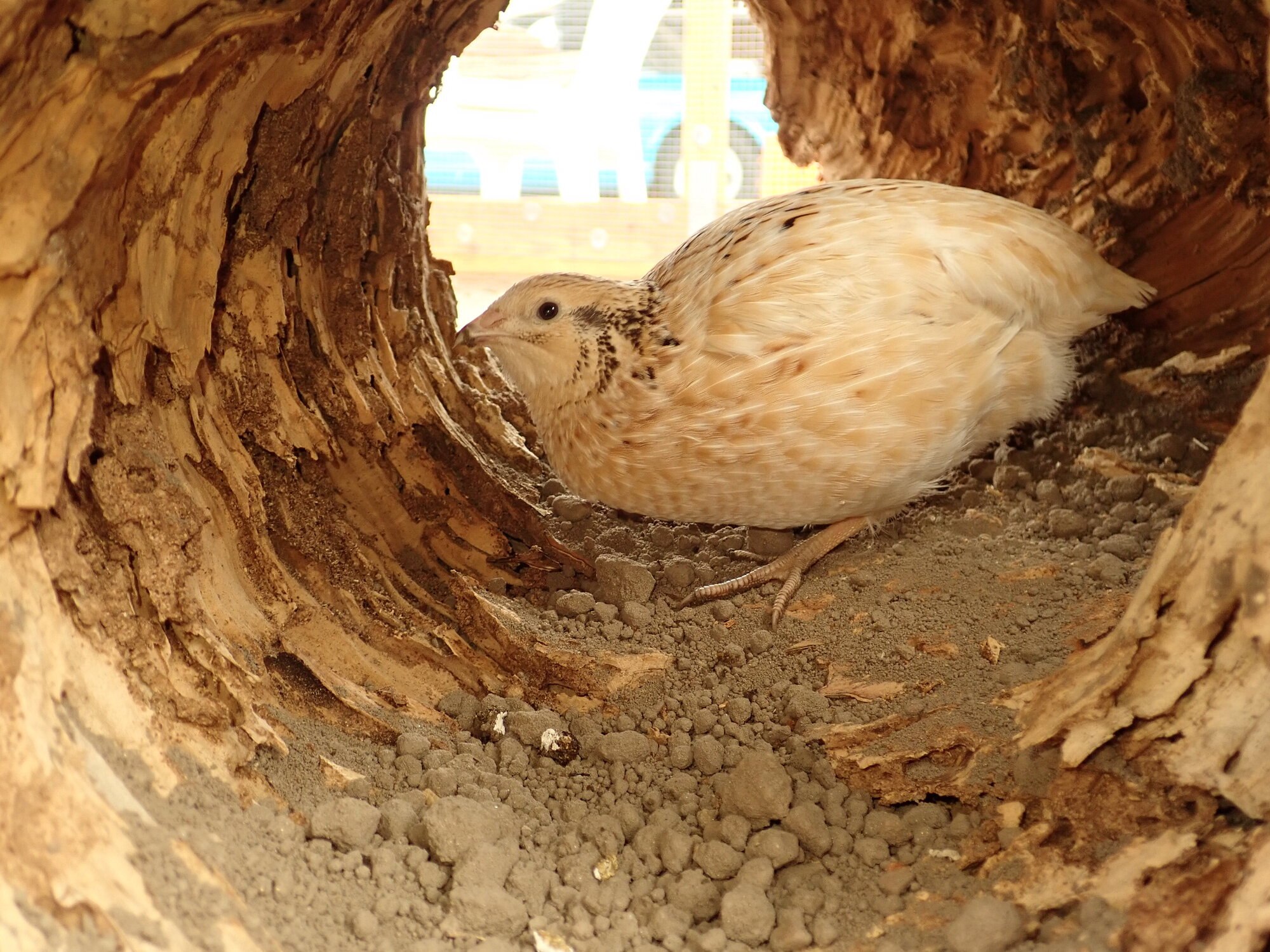 Violet in the Log