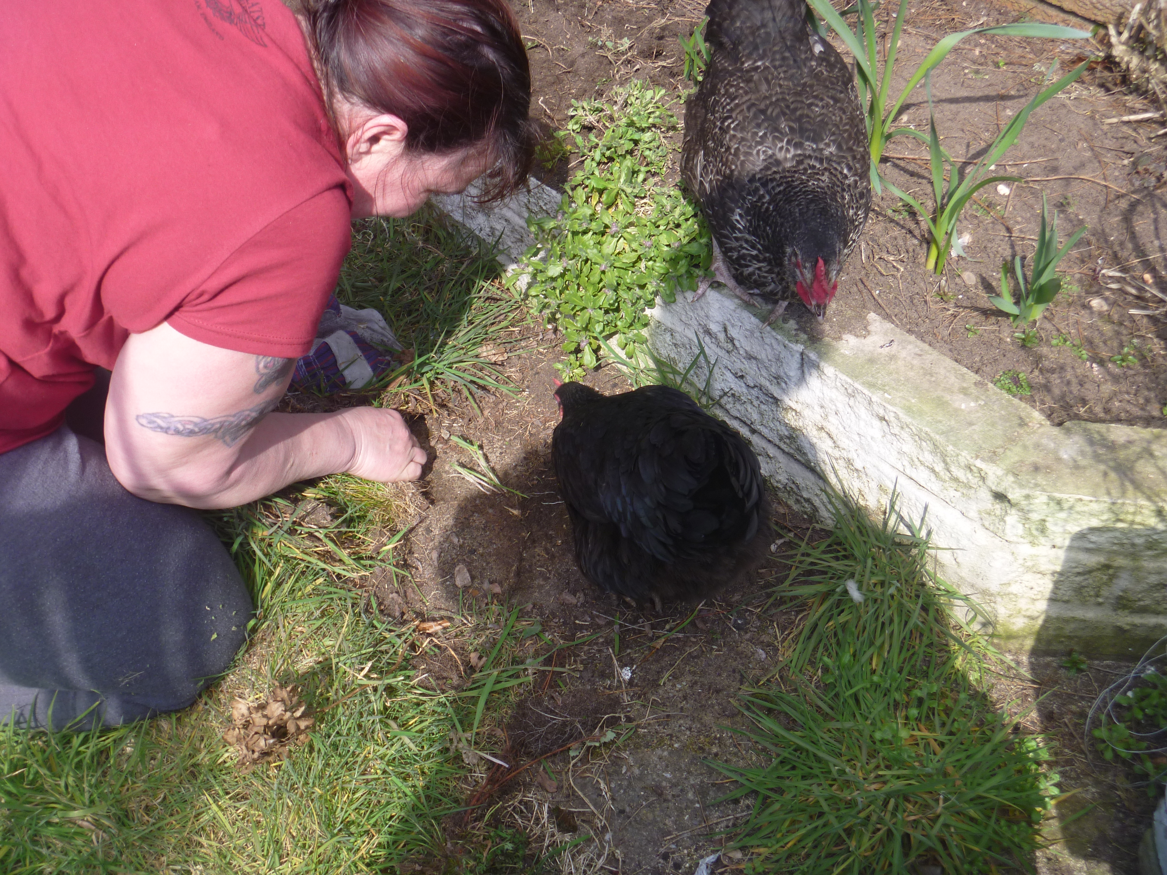 Violet joining in the dig.  Here we are chasing bugs.