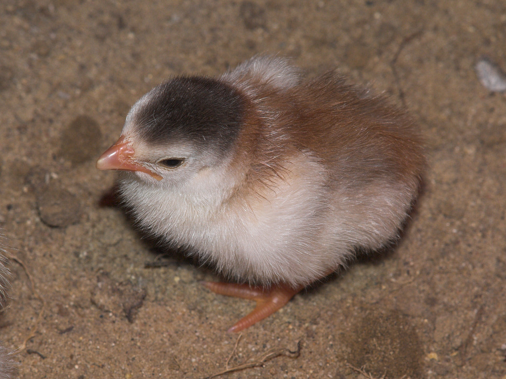 Violet keet