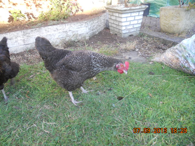 Violet my speckled,  gets broody alot she sometimes comes and digs worms with me and Beatrix but would rather I just hand her a juicy worm instead.