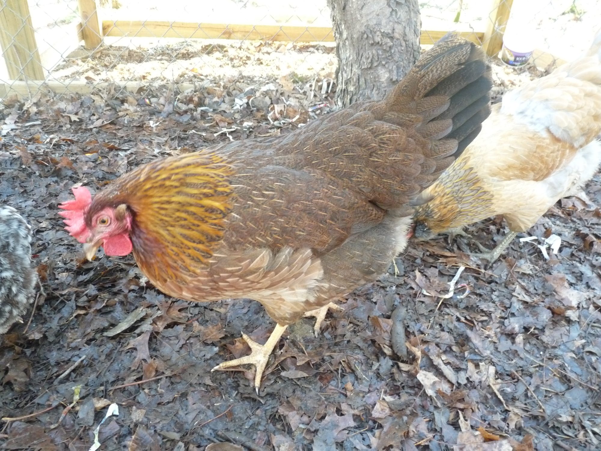 Violet the Welsummer, 10 mos.