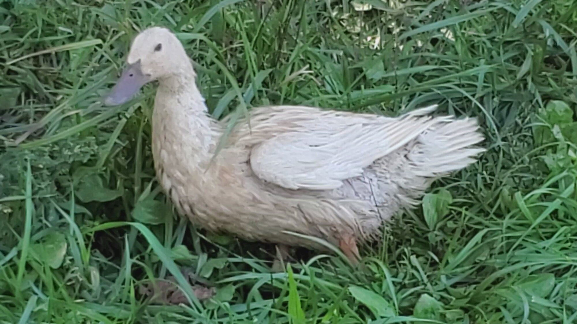 Violeta Duck hard molt 2.jpg