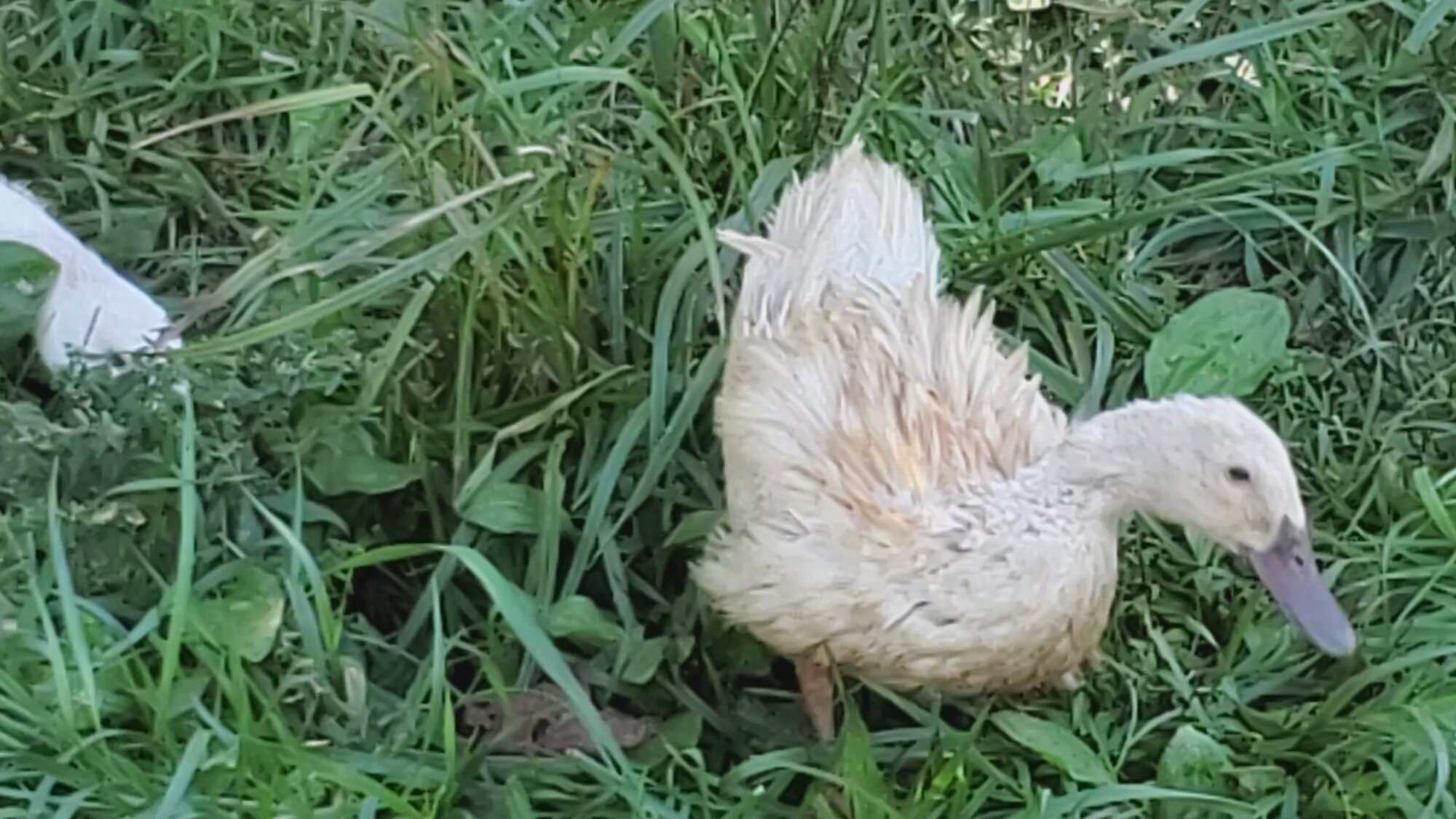 Violeta Duck hard molt 3.jpg