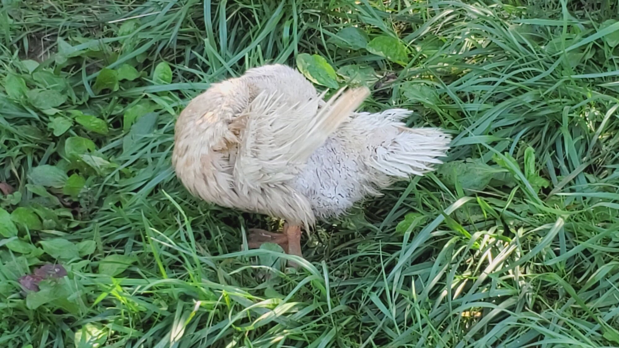 Violeta Duck hard molt 9.jpg