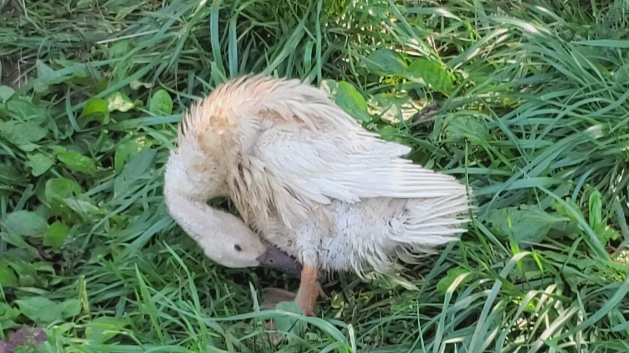 Violeta Duck hard molt A.jpg
