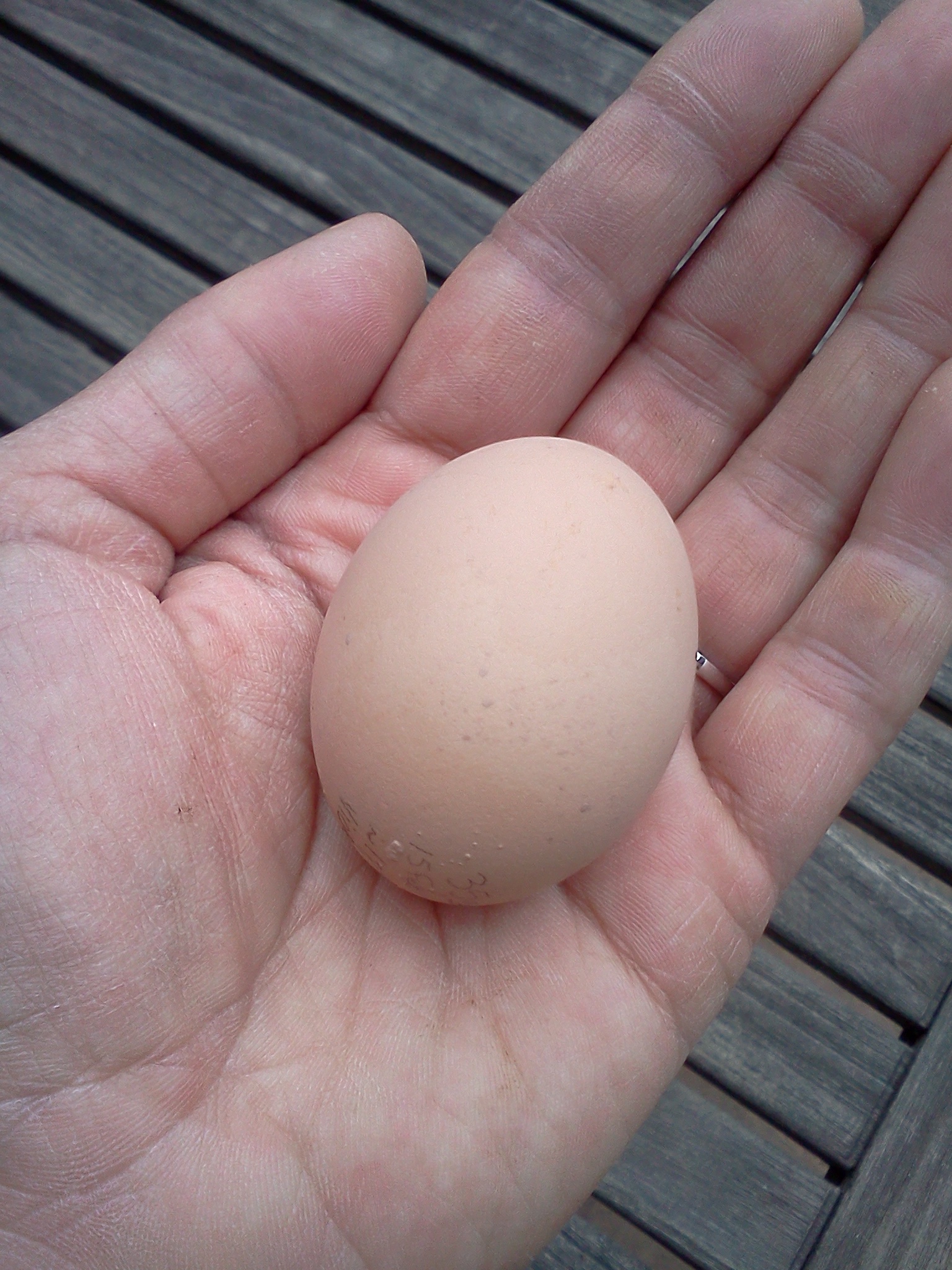 Violet's second egg!  35 grams.  black frizzle cochin bantam.